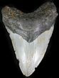 Bargain Megalodon Tooth - North Carolina #22954-1